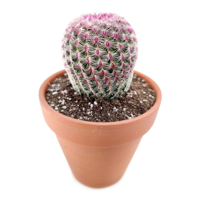 rainbow hedgehog cactus for sale, hedgehog cactus for sale, cactus with pink flower, pink cactus flower, cactus succulent for sale, echinocereus, pink cactus (plant), hedgehog cactus flowe, lace hedgehog cactus, colorful cactus, buy rare cactus succulent