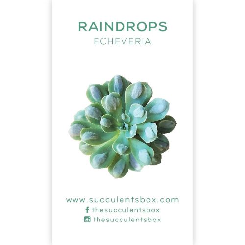 Succulent ID Cards for sale, Airplant ID Cards for sale, Succulent Care Cards, ID Cards for Specific Succulents, Identifying Types of Succulents, Types of Succulent Plants, How to identify Types of succulents, Succulents Gift Ideas, How to care for Types of Succulents, echeveria, echeveria succulent, echeveria types, succulent echeveria, buy succulents online, succulent shop, succulent store, echeveria plant