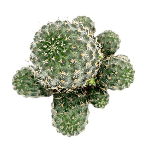 Rebutia Sanguinea, succulents store in CA, succulents shop in California, Rare succulents, succulent plant, Succulents, cactus, succulent care, how to grow succulents, Rebutia Sanguinea in California, How to grow Rebutia Sanguinea