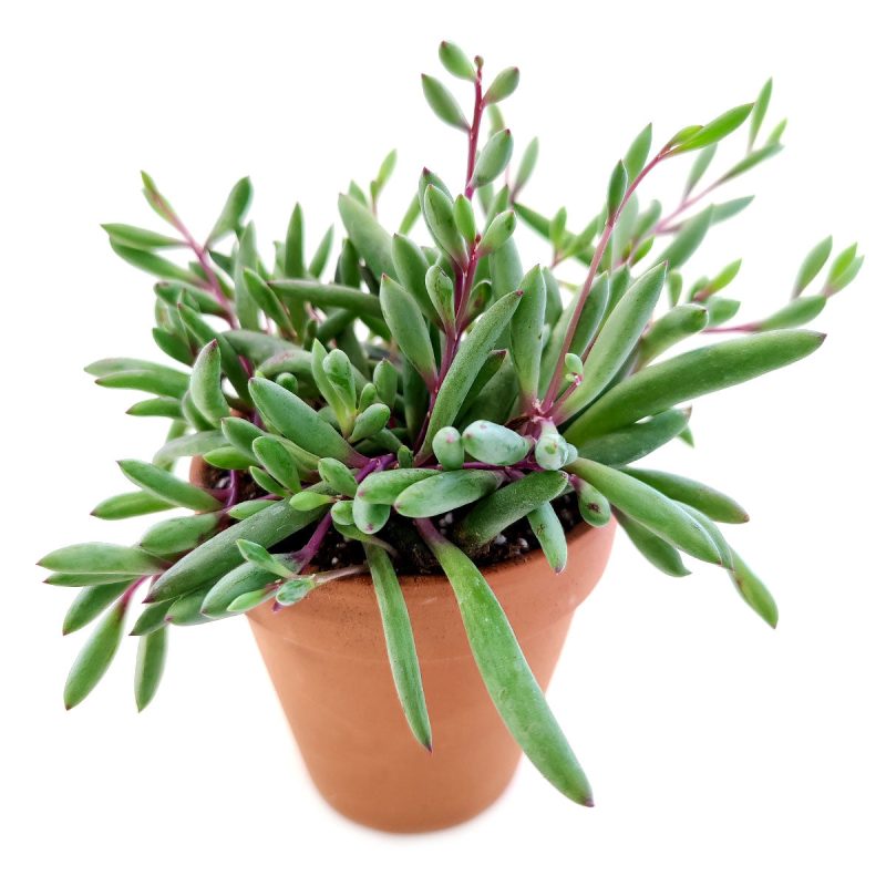 Ruby Necklace Succulent for sale, cactus, succulent plant, monthly succulents, indoor succulents, succulent care guide, how to grow succulents, Succulents shop near me, succulent subscription, Ruby Necklace Succulent in California, How to grow Ruby Necklace Succulent