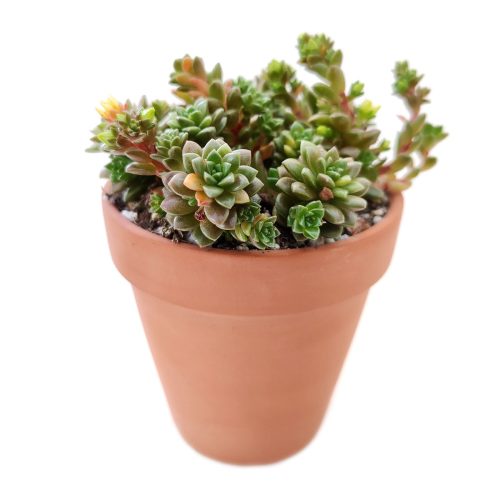 sedum little gem, cremnosedum little gem, succulents garden, succulents shop in California, succulent subscription, Succulents shop near me, how to grow succulents, succulent care tips, cactus, succulent plant, sedum little gem in California, How to grow sedum little gem