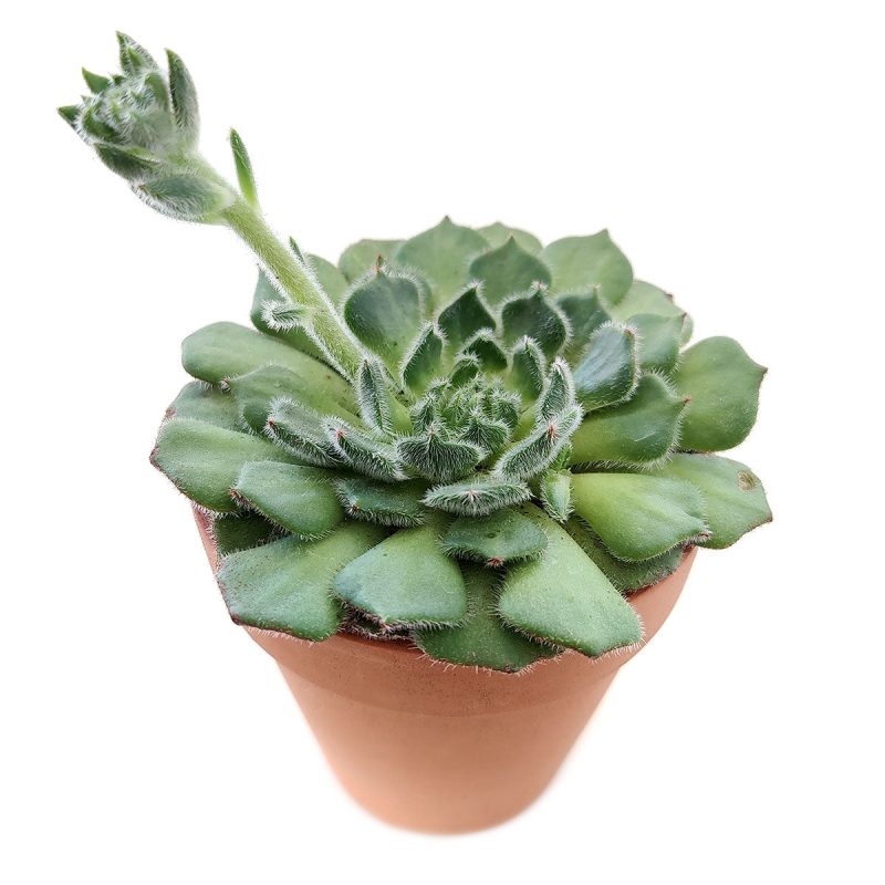 Echeveria Setosa Var, Ciliata succulent for sale, How to care for Echeveria Setosa Var. Ciliata plant, Growing for Echeveria Setosa Var. Ciliata Succulent, Types of Rosette shaped succulent plants, echeveria, echeveria succulent, echeveria types, succulent echeveria, buy succulents online, succulent shop, succulent store, echeveria plant, indoor succulents