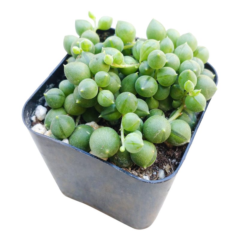 String of pearls for sale, how to grow succulents, succulent plant, succulent care guide, indoor succulents, monthly succulents, succulent care tips, succulents store in CA, Succulents shop near me, String of pearls in California, How to grow String of pearls, Succulents for thanksgiving, Thanksgiving succulents gift, String of pearls for thanksgiving, string of pearls care