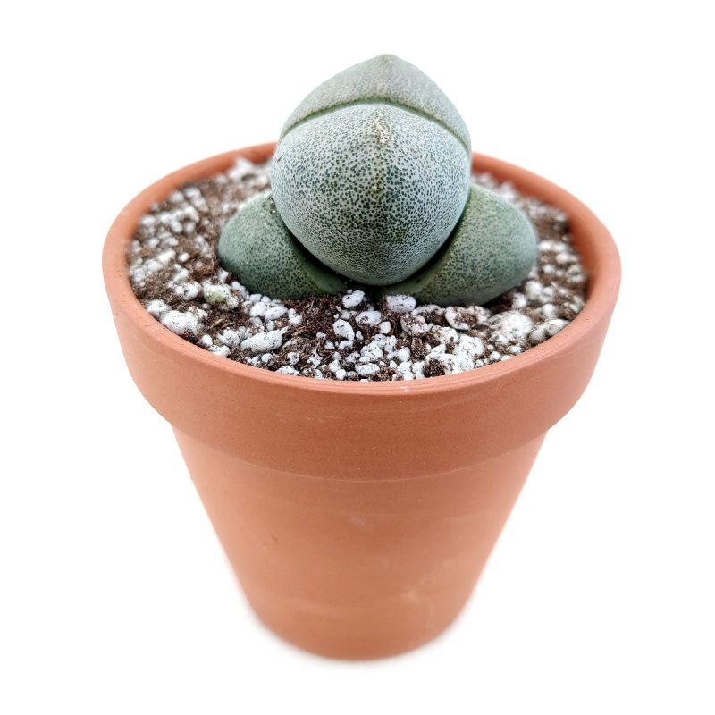 Pleiospilos nelii for sale, Rare succulents, indoor succulents, succulent subscription, succulent care tips, Succulents, monthly succulents, succulents store in CA, succulent care, Pleiospilos nelii in California, How to grow Pleiospilos nelii, rare succulents, rare succulents for sale, unique succulents, buy succulents online, rare succulent, succulent shop, unusual succulents, succulent store, succulents online