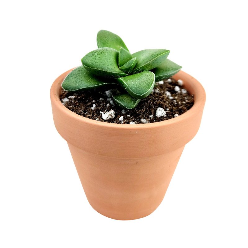 succulent care, Rare succulents, cactus, succulent care guide, how to grow succulents, Succulents shop near me, succulents shop in California, succulents store in CA, crassula springtime in California, How to grow crassula springtime, Buy crassula springtime online, crassula, crassula plant, crassula succulent, crassula types, crassula varieties, types of crassula, crassula species, crassulas, succulent crassula