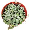 , succulent care, succulents shop in California, succulent subscription, cactus, succulent care tips, succulent care guide, indoor succulents, Rare succulents, String of Hearts  in California, How to grow String of Hearts, succulent gifts, succulents for sale, string of hearts plant