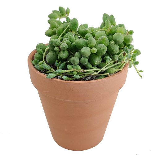 String of Tears Senecio Herreianus Succulent for Sale, How to care for String of Tears, String of Beads Succulent Plant with Care Guide, How to grow hanging succulent, Growing tips for the String of Tears Succulent