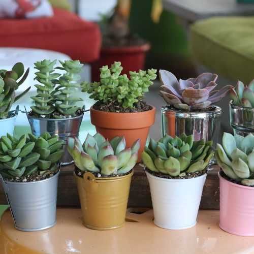 succulent pots 2000x 783799bb 06f1 42b1 b61b c6131ceaeb1a