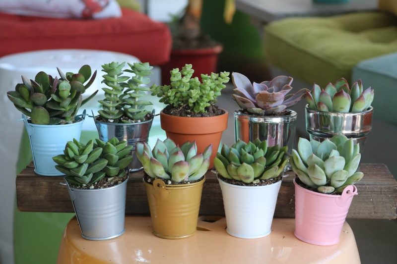 succulent pots 2000x 783799bb 06f1 42b1 b61b c6131ceaeb1a