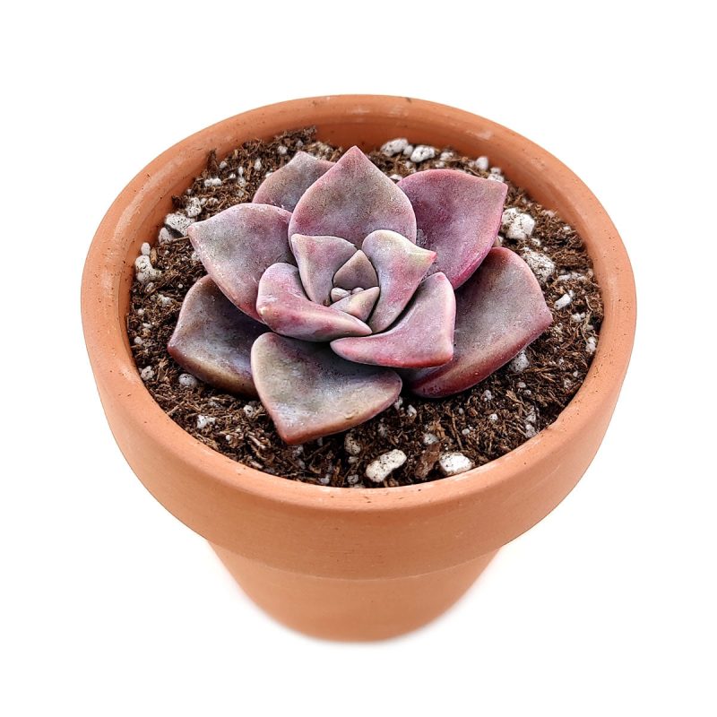 graptopetalum superbum, beautiful graptopetalum, rosette, ghost plant, graptopetalum purple, purple succulent, growing succulent, succulent species, garden shopping, succulent nursery, succulent box, rare succulents, rare succulents for sale, unique succulents, buy succulents online, rare succulent, succulent shop, unusual succulents, succulent store, succulents online