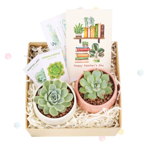 Succulent Plants for Clients & Employees for sale, Corporate Gift Succulents For Sale Online, Succulent Thank You Gift Ideas, Thank you gift for your staff in 2023, Customizable Gift Boxes for employees and clients