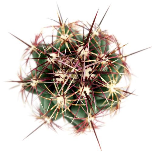 thelocactusbicolor3inch