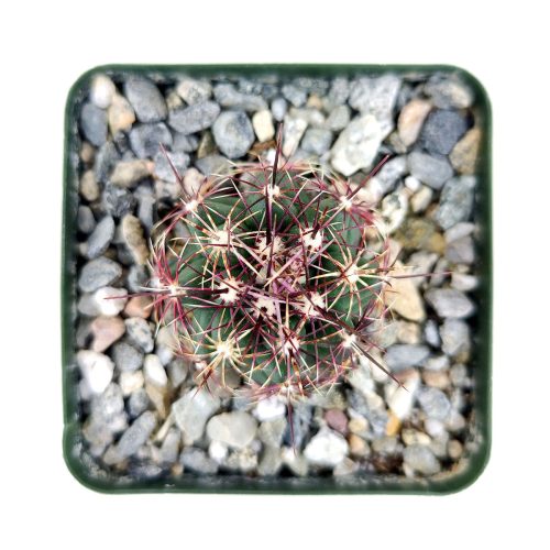 Thelocactus Bicolor Cactus for sale, how to grow succulents, succulents garden, Succulents shop near me, Rare cactus, succulent care tips, succulent care, Succulents, succulents store in CA, Thelocactus Bicolor Cactus in California, How to grow Thelocactus Bicolor Cactus, Cactus for thanksgiving, How to care cactus succulent, cactus, cactus succulent, succulent cactus, succulent subscription, cacti, cactus and succulents, succulents box, succulent shop, buy succulents online