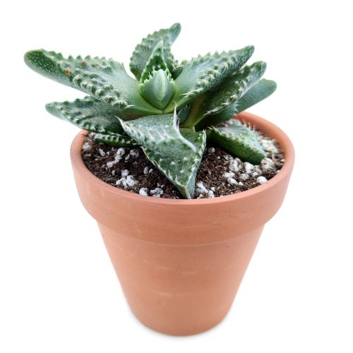 tiger’s jaw crassula for sale, Succulents, succulent subscription, succulent care tips, Rare succulents, succulent care guide, succulent care, succulents garden, Succulents shop near me, tiger’s jaw crassula in California, How to grow tiger’s jaw crassula, crassula, crassula plant, crassula succulent, crassula types, crassula varieties, types of crassula, crassula species, crassulas, succulent crassula