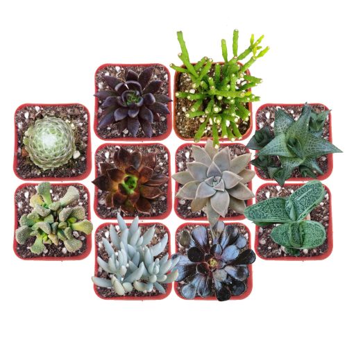 Black Succulents for Halloween, Scary Succulent for Halloween, Indoor Halloween Succulents, Spooky Halloween Succulents for Sale, Creepy Houseplants for Halloween, Succulents for Halloween 2023, Halloween Succulent Gift Ideas, Halloween Succulent Decorations, Halloween Succulent Ideas 2023