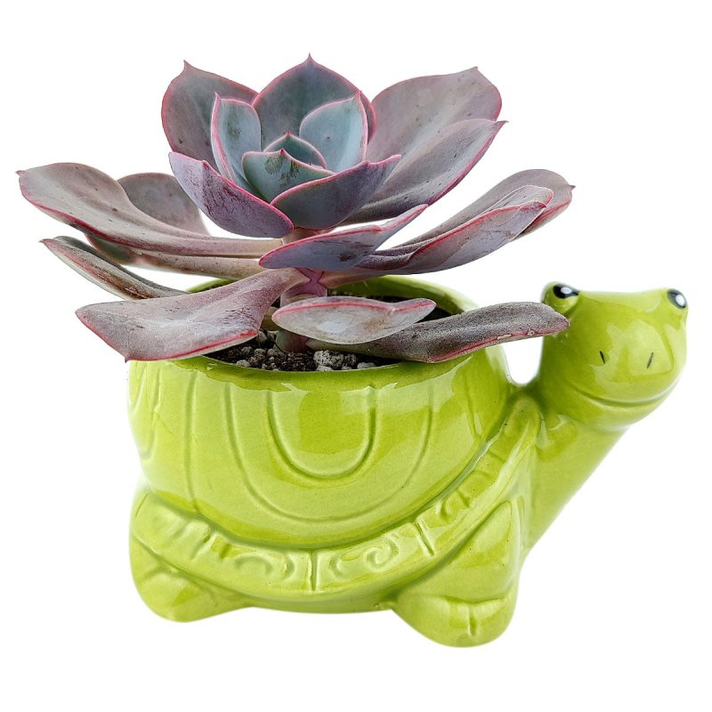 turtlepot