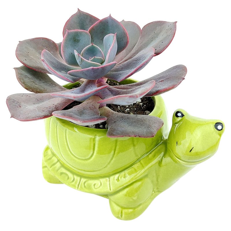 turtlepot 1