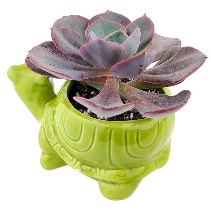 turtlepot 2