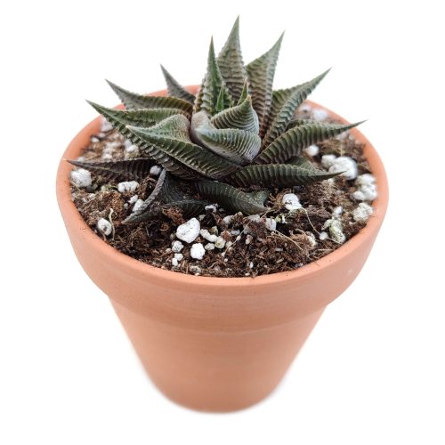 Haworthia Limifolia Twister, Haworthia Twister, Haworthia Succulent, Indoor Plant, Haworthia Zebra, Haworthia Limifolia, White Stripe Aloe, Short Houseplant, Aloe Succulent Plant, Twister Succulent, Limifolia Succulent, Star Succulent. indoor succulents.