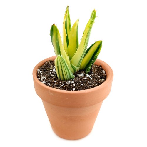 Variegated aloe for sale, succulents shop in California, succulent care, how to grow succulents, succulents garden, Succulents shop near me, Rare succulents, cactus, succulent care tips, Variegated aloe in California, How to grow Variegated aloe