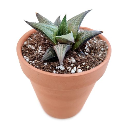 Haworthia Venosa for sale, indoor succulents, how to grow succulents, succulent care guide, succulent care, cactus, succulent subscription, Rare succulents, Succulents, Haworthia Venosa in California, How to grow Haworthia Venosa. indoor succulents.