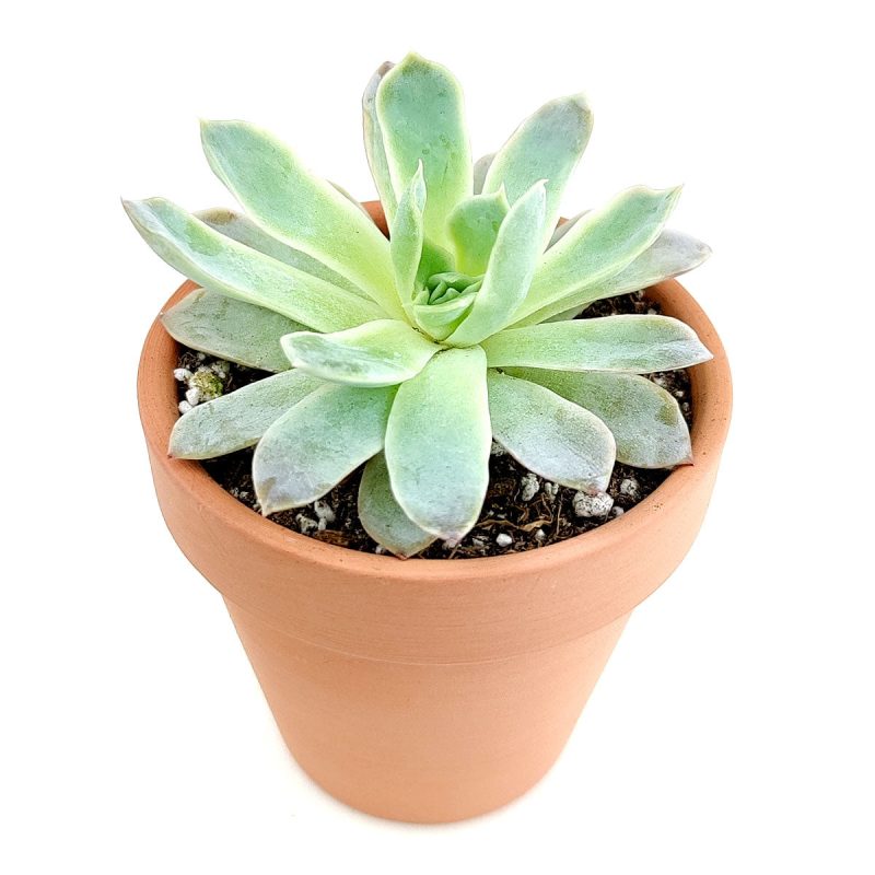 Echeveria violet queen for sale, Rare succulents, monthly succulents, cactus, succulent care guide, succulents store in CA, succulent subscription, how to grow succulents, Echeveria violet queen in California, How to grow Echeveria violet queen, How to care echeveria succulents for thanksgiving, Easter echeveria gift, echeveria, echeveria succulent, echeveria types, succulent echeveria, buy succulents online, succulent shop, succulent store, echeveria plant, indoor succulents