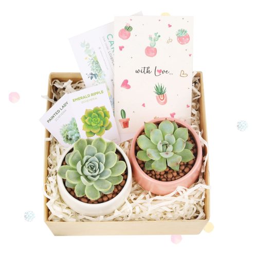 EcoFriendly Succulent Gift Box for Employee, Corporate Gift Succulents For Sale Online, Succulent Thank You Gift Ideas, Thank you gift for your staff, Customizable Gift Boxes for employees and clients, Office gift for employees, Employee appreciation day ideas, Succulent Plants for Clients & Employees for sale