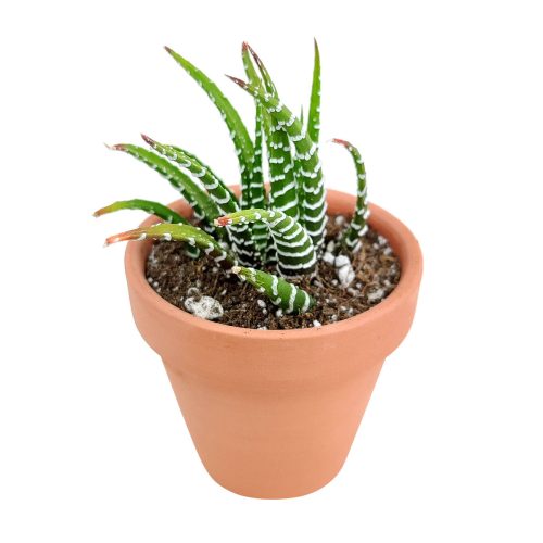 Haworthia zebra plant for sale, Succulents, how to grow succulents, succulent care tips, succulents garden, succulent subscription, succulent plant, succulents shop in California, cactus, Haworthia zebra plant in California, How to grow Haworthia zebra plant. indoor succulents.