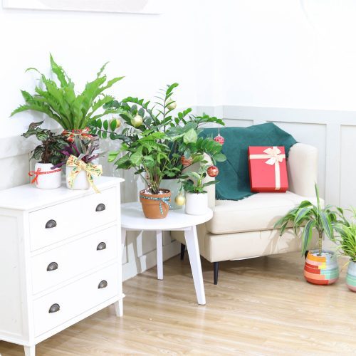 zz plant bird s nest fern dracaena cintho spider plant syngonium white butterfly 2