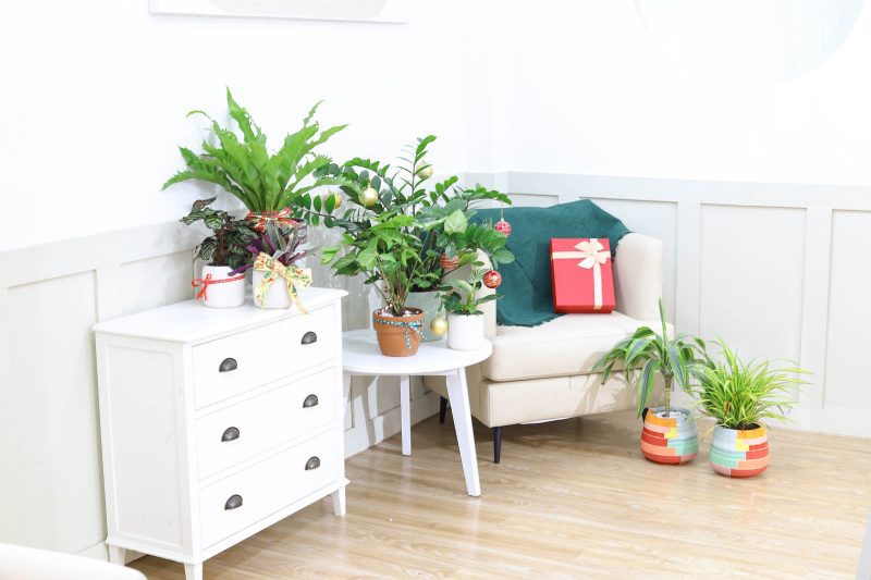 zz plant bird s nest fern dracaena cintho spider plant syngonium white butterfly 2 056b97fc 5edd 4c17 8c69 17e48d71cfb0